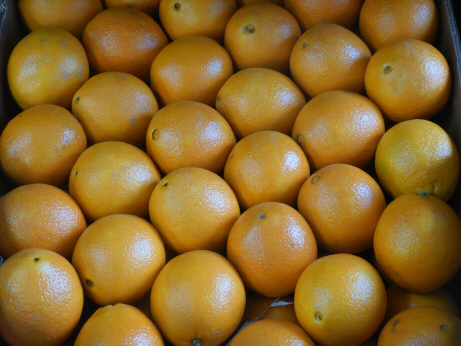 Oranges  jus valencia