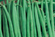 Haricots verts fin