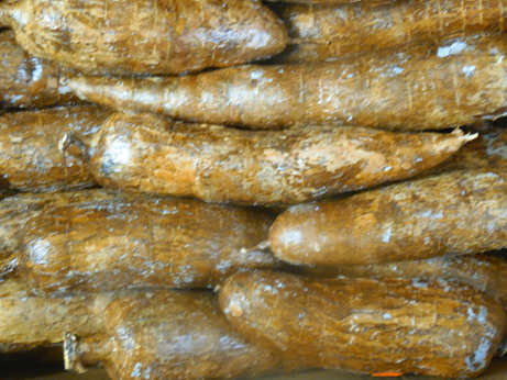 Manioc