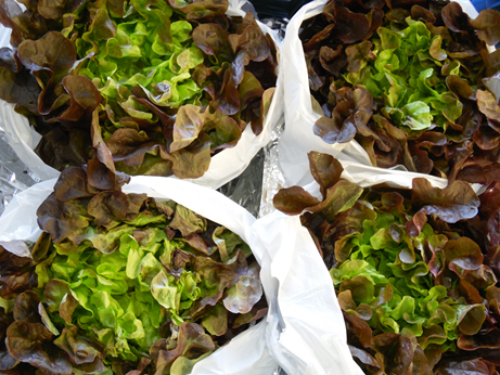 Salade Feuille de chne